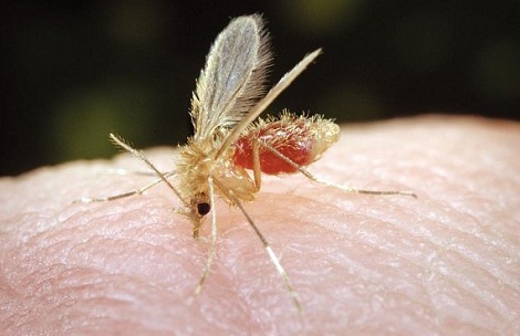 حملة القضاء على