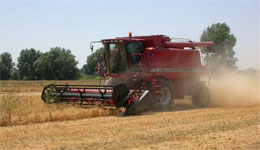 Souk-Ahras : Lentilles et pois chiches : les nouvelles récoltes