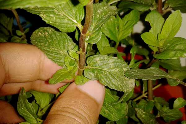 تطوّر مذهل في زراعة النعناع الأخضر بورقلة