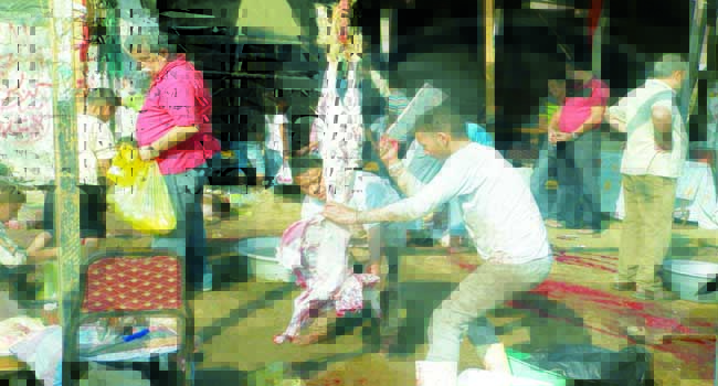 TIARET : Le wali déclare la guerre aux abattoirs ''clandestins''