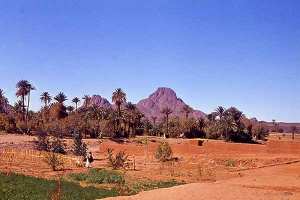 خسائر بالملايير بالقطاع الفلاحي بأدلس بتمنراست