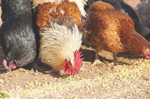 Une  tension virtuelle  sur l'aliment de volaille