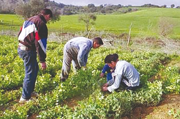 Les fellahs de Sidi-Daoud, Cap-Djinet et Ouled Aïssa se plaignent