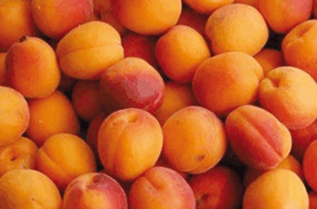 Très faible récolte d'abricots
