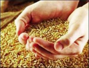 جمع مليوني قنطار من الحبوب بمزارع سوق أهراس                                    المصالح الفلاحية تعتبرها حصيلة مشجعة