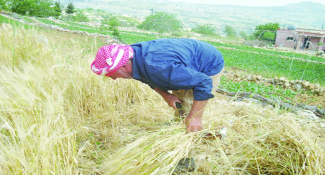 MASCARA : Un homme poignarde son voisin à cause d'un chaume !