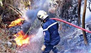 جيجل: إتلاف أكثر من 50 هكتارا من أشجار الغابات