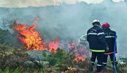 Relizane, Jijel, Béjaïa et El-Taref : Feux de forêt : c'est parti !