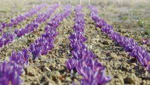 La culture du safran réussit bien à Tiaret
