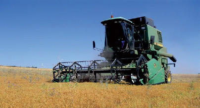Relizane - L’agriculture mise sur la filière des légumes secs