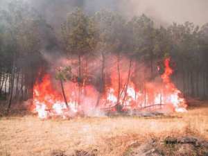 Feux de forêt : Des centaines d'hectares ravagés en moins d'une semaine