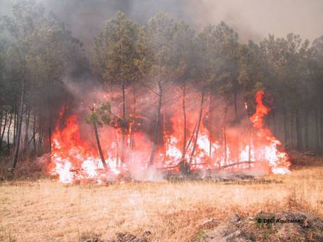 Feux de forêt : Des centaines d'hectares ravagés en moins d'une semaine