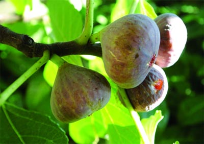 Fête de la figue du 6 au 8 septembre