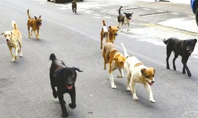 Huit personnes mordues par des chiens errants