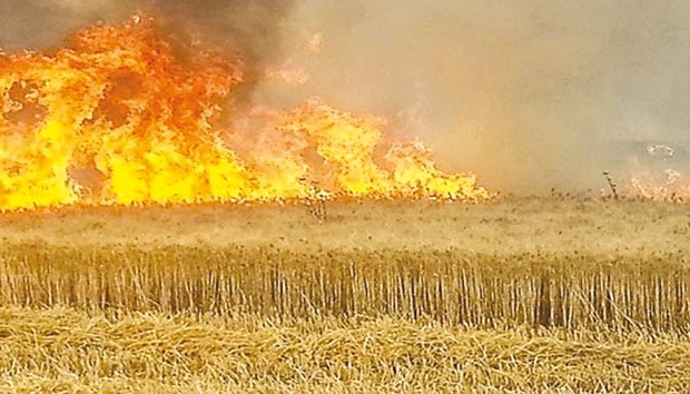 Plus de 104 hectares de céréales ravagés par les flammes