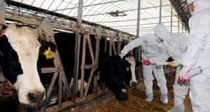 Ghardaïa : Lancement de la campagne de vaccination contre la fièvre aphteuse du cheptel bovin