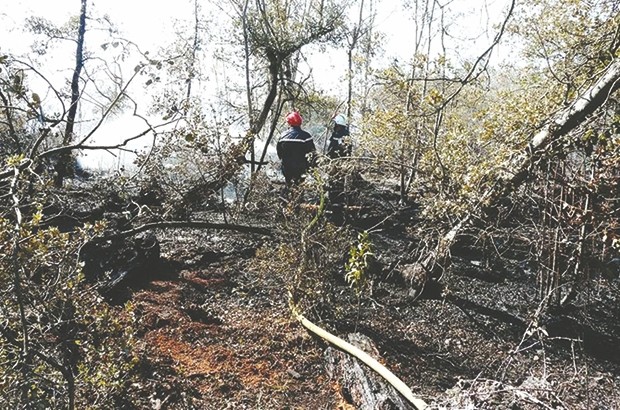 Huit hectares calcinés à la forêt de Stidia