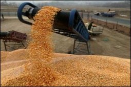 الشلف تحقق ما يقارب مليوني قنطار من مردود الحبوب