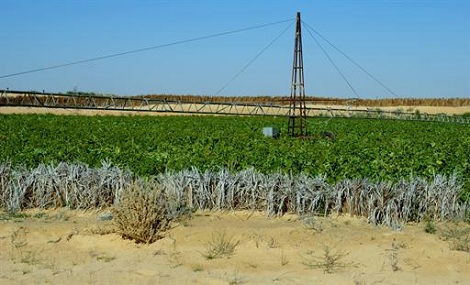 28 هكتارا لتحقيق الاكتفاء الذاتي في ورقلة