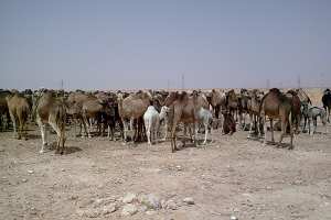 رعاة من الوادي يطالبون بإسترجاع إبلهم المحتجزة في خنشلة
