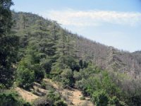 Campagne de collecte d'un million de signatures pour sauver les forêts ...                                    Tlemcen