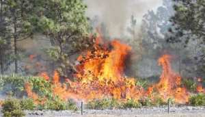 7 communes touchées par les feux de forêt