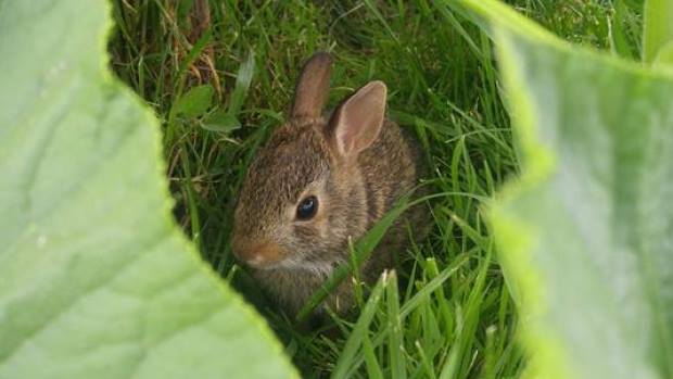 الارانب تجتاح مدينة وينيبيغ