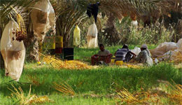 Adrar / Dattes primeurs : c'est la cueillette !