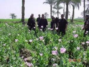 اكتشاف 39 حقل مخدرات في الجنوب خلال عام                                    حجز 85 ألف شجرة أفيون وحشيش بولايتي أدرار وبشار