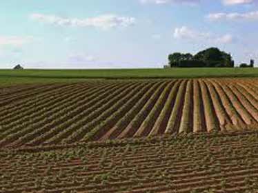 Le ministère algérien de l'agriculture face à une imminente pénurie de la pomme de terre