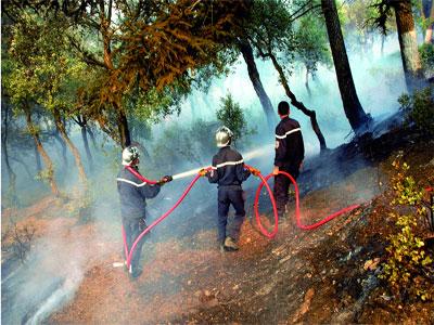 Tizi Ouzou estropié de 40 000 arbres fruitiers cet été                                    Un désastre environnemental hors du commun