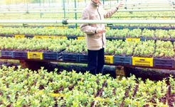 Réhabilitation de la pépinière                                    Khenchela, arbustes forestiers