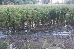 Détention préventive pour un producteur de tomate