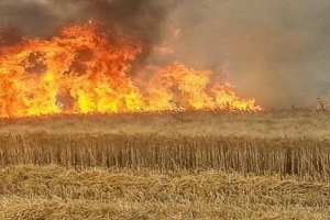 انفجارات ألغام تصاحب حرائق غابية في الطارف