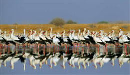 Oran /Ses 'ufs sont l'objet d'un pillage : Menace sur le flamant rose