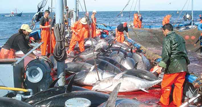 Clôture de l'année pédagogique maritime : La recherche pour adouber la production aquacole