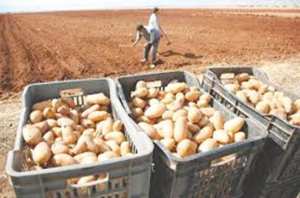 La DSA déconseille la culture hors saison de la pomme de terre