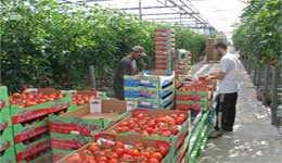 Guelma : Sauver la saison de la tomate industrielle