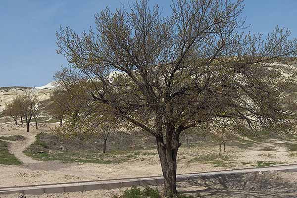 العطش يفتك بالأشجار المثمرة ويحولها إلى أكوام حطب بالمسيلة