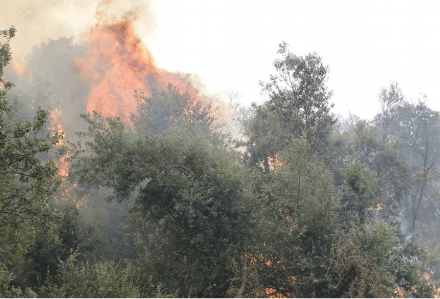 غابات تيزي وزو تشتعل و هبّة سكانية لحماية القرى