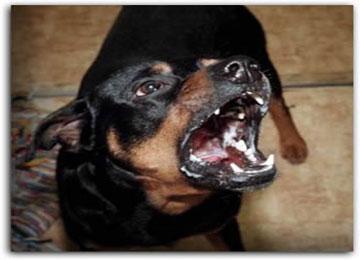 كلب مسعور يفترس طفلا في الثامنة                                    الجلفة