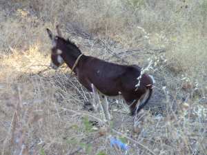 Kirouane Ravah, dit Arvah,