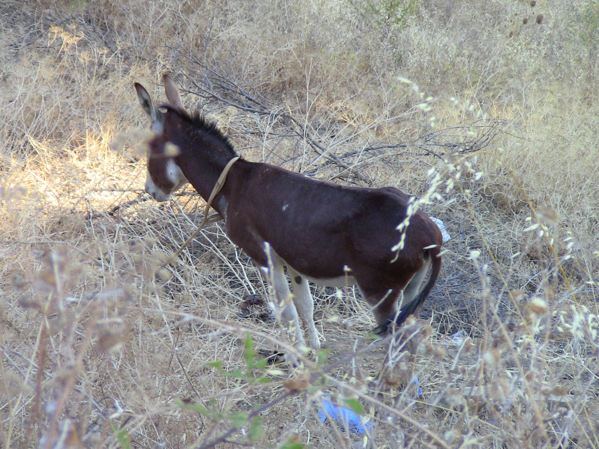 Kirouane Ravah, dit Arvah,