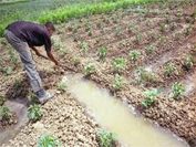 Remise de 193 titres à des investisseurs                                    Tébessa, Concessions