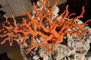 حجز 14 كلغ من المرجان بسكيكدة