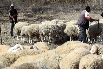 Le mouton de l'Aïd à 20.000 Da