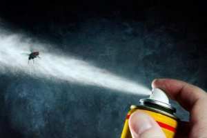 حشرة غريبة تثير الرعب بقالمة