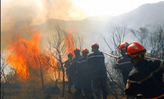 بدوي يقف على حجم خسائر حرائق الغابات بتيزي وزو