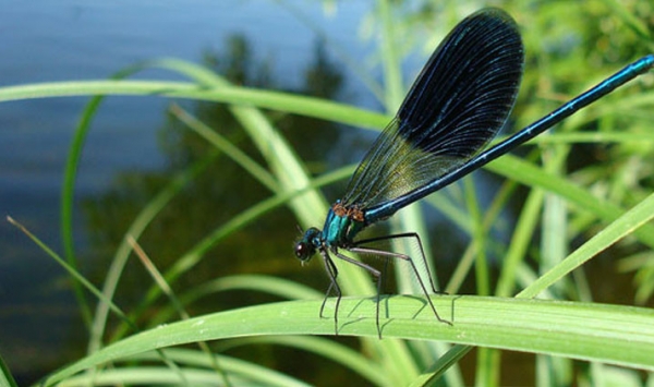 حشرة غريبة تثير الرعب في قالمة!