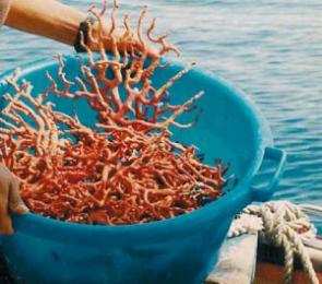 إحباط تهريب كميات من المرجان من سواحل سكيكدة